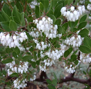 Drought Tolerant